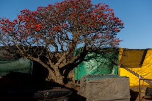 Sudafrica2016_33.jpg