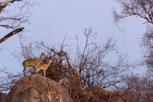 Sudafrica2016_35.jpg