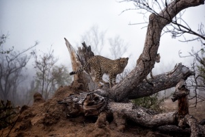 Sudafrica2016_37.jpg