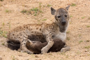 Sudafrica2016_38.jpg