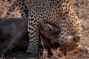 Sudafrica2016_41.jpg