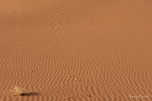 il fascino incomparabile del deserto-32.jpg
