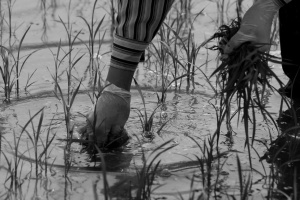 Vietnam_139.jpg