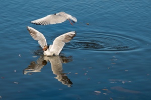 Baltico2013_0571.jpg